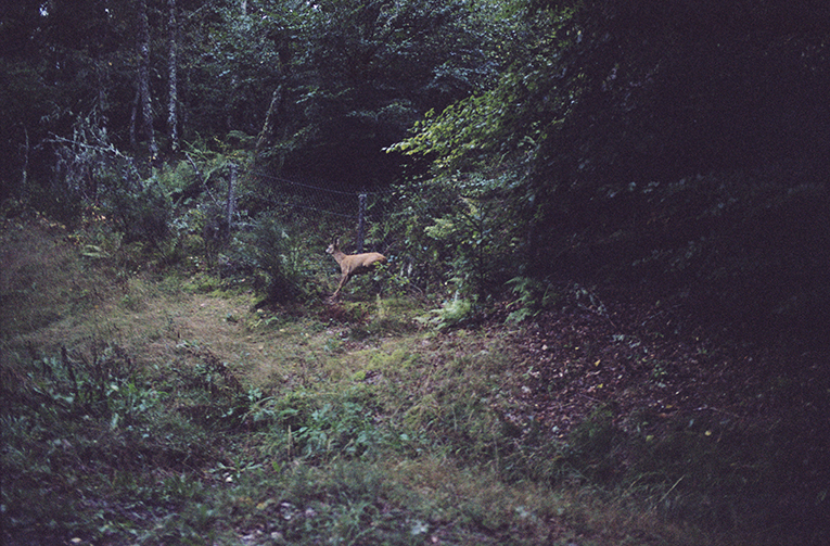 http://julienmagre.fr/files/gimgs/102_jum009la-male-bete.jpg
